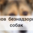 В сети получило распространение видео на котором зафиксировано нападение нескольких особей собак на ребенка. Инцидент произошел на улице Чкалова. - Газета Дружба