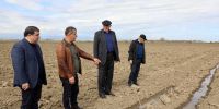 Новые виноградники на 75 га заложили в Дербентском районе Дагестана - Газета Вести Хасавюртовского района