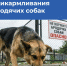 Почему важно не подкармливать собак без владельцев - Администрация МО г. Хасавюрт