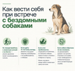 В Хасавюрте продолжается плановая работа по отлову безнадзорных собак